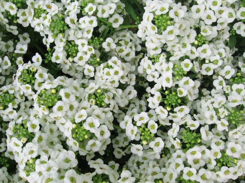 arbusto con pequeñas flores blancas