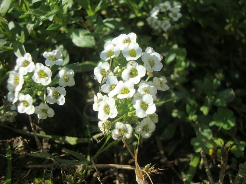 racimo pequeñas flores blancas