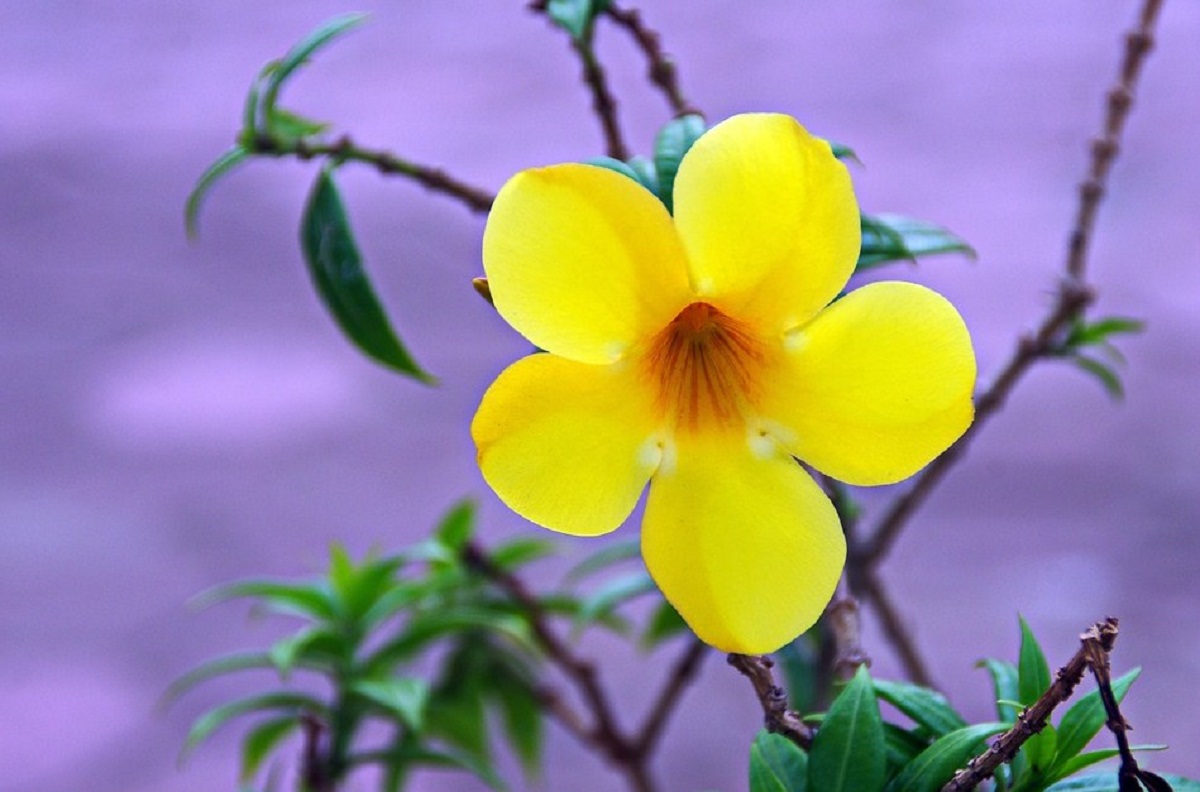 Allamanda cathartica o jazmin de cuba