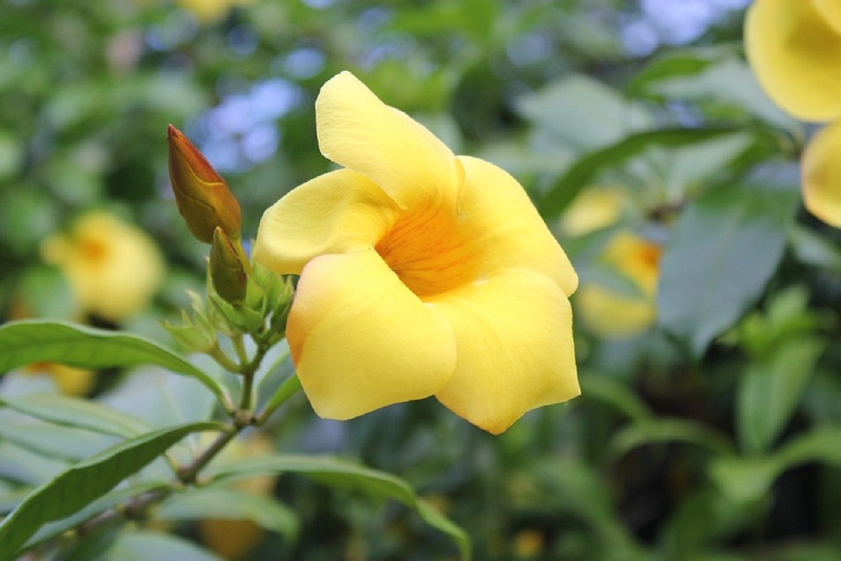 Allamanda cathartica: cuidados, poda y toxicidad