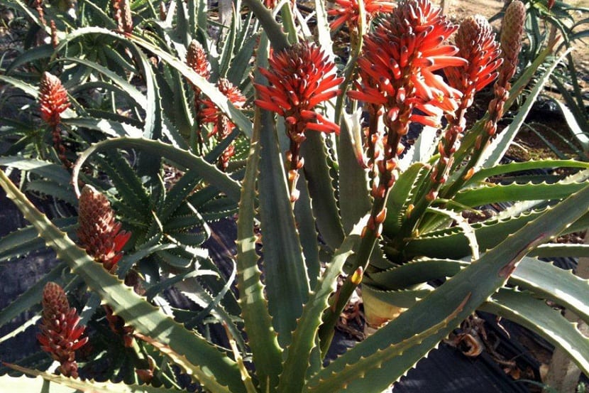 Aloe arborescens