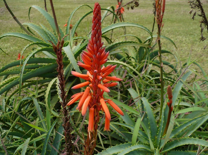 Características del Aloe arborescens 