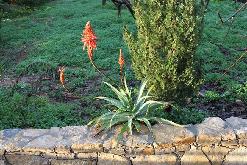 Cultivo de Aloe arborescens