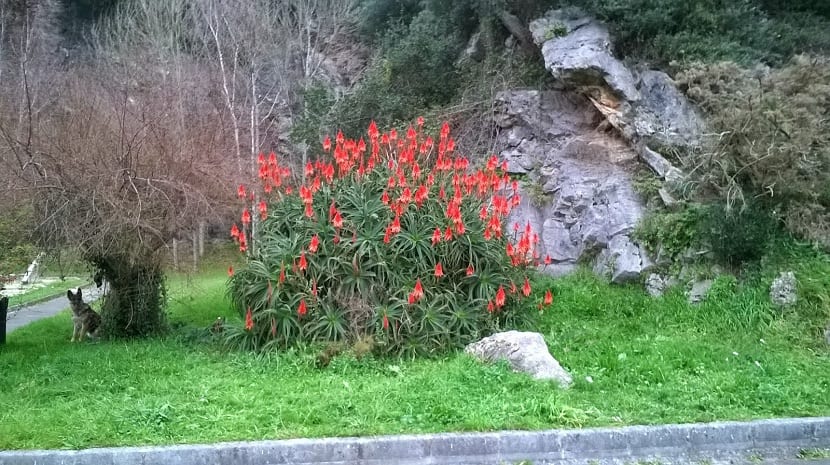 Paisaje con Aloe arborescens