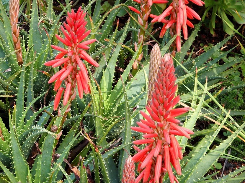 Aloe arborescens y sus usos medicinales