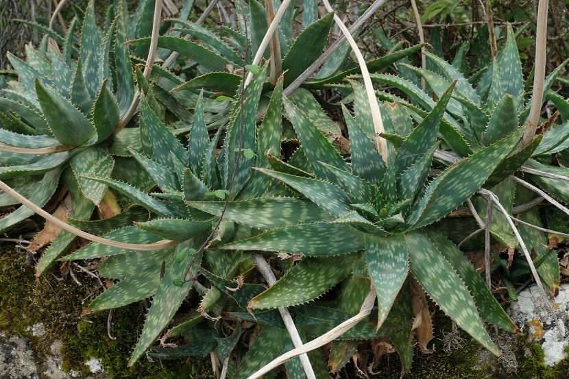 especie de aloe llamado Aloe maculata