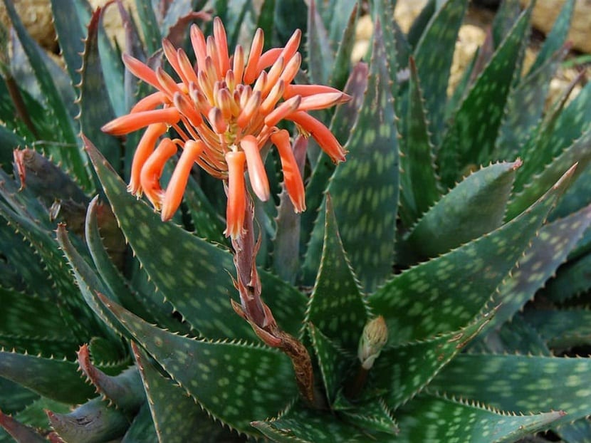 flor anaranjada del aloe
