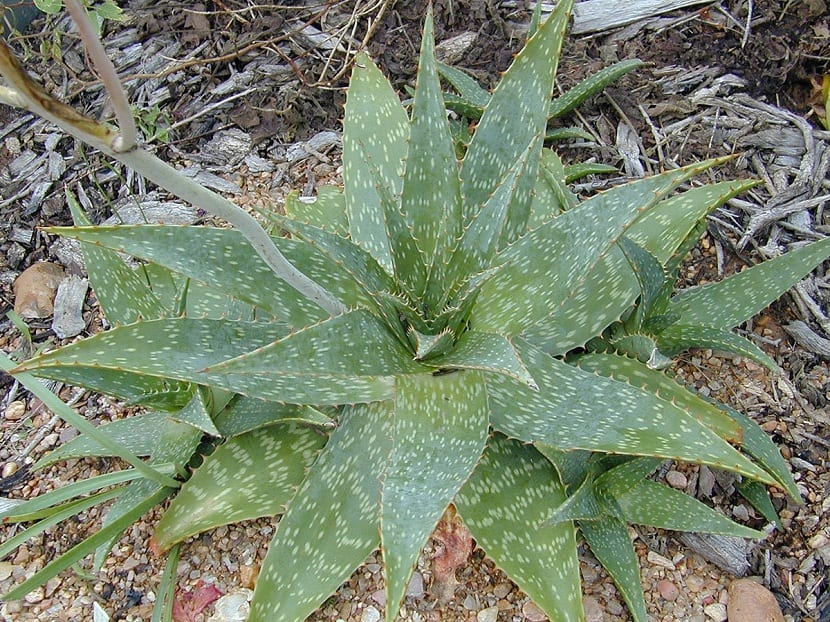planta pequena y de un color verde claro llamada Aloe maculata