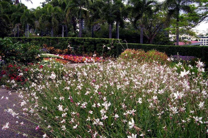 Alternativas al césped: plantas tapizantes de bajo riego