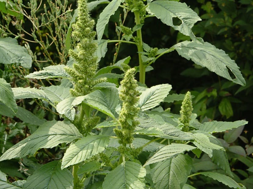Características del amaranthus retroflexus