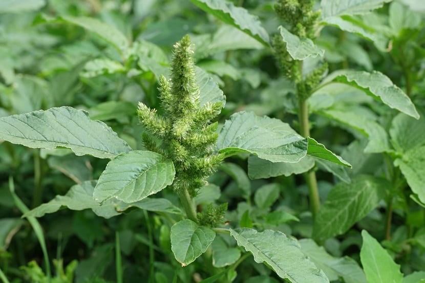 Cultivo de amaranthus retroflexus