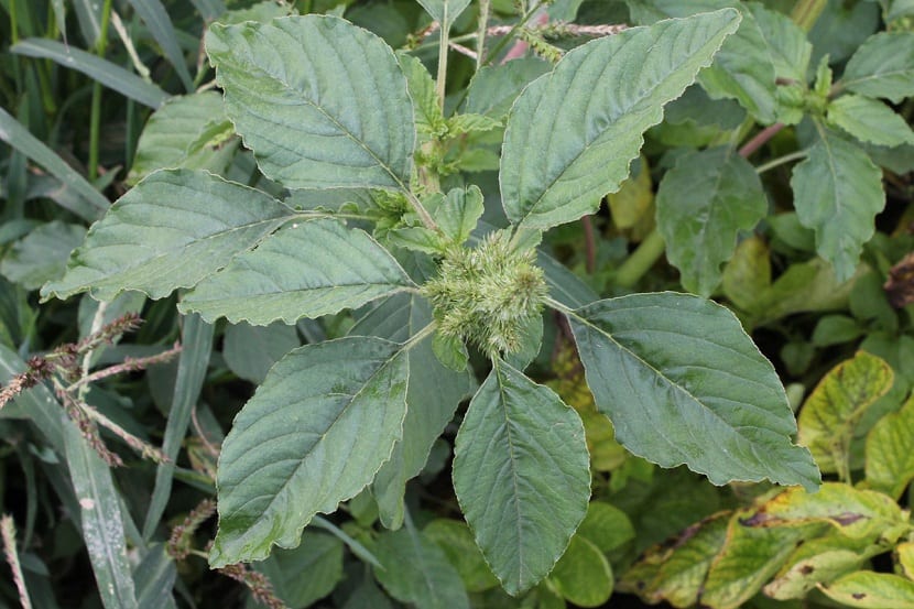 Propiedades del amaranthus retroflexus