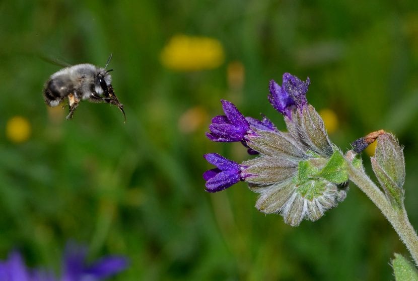 Flor de Anchusa undulata