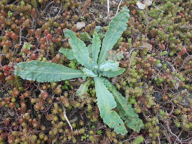 Planta joven de Anchusa undulata