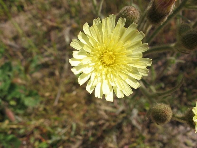La flor de la Andryala integrifolia es amarilla