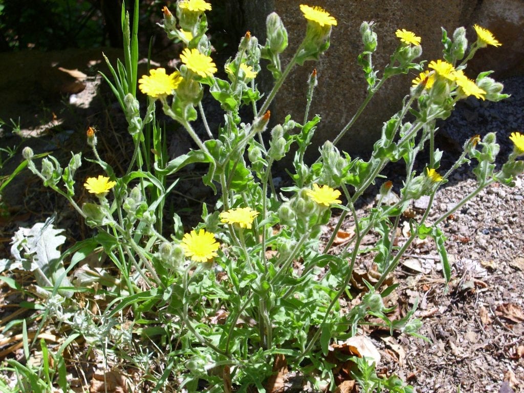 La Andryala integrifolia es una planta herbácea fácil de cuidar