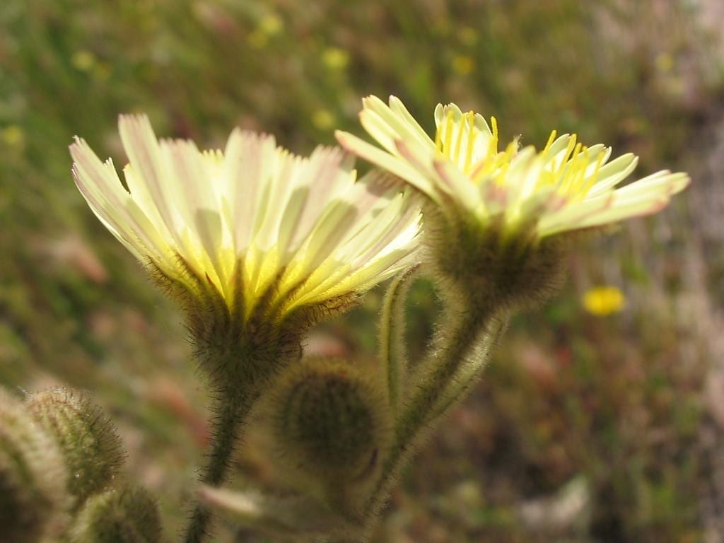 Andryala integrifolia: identificación, cultivo y control