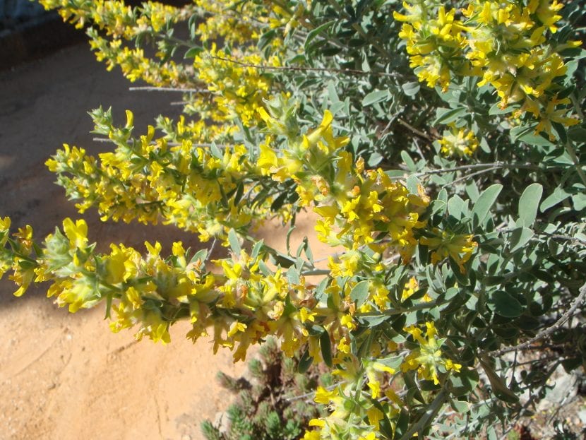 Anthyllis cytisoides es el nombre científico de la albaida