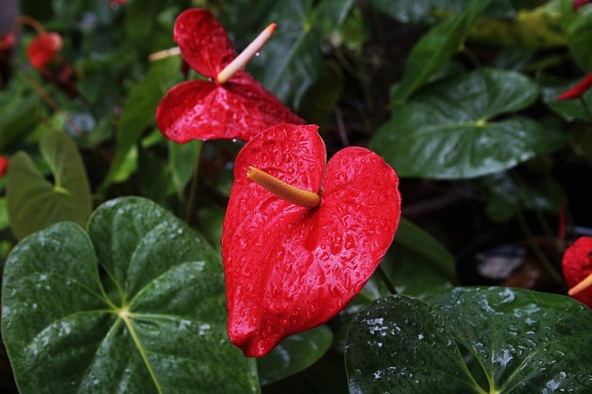 Anturio (Anthurium): variedades, cuidados y por qué no florece