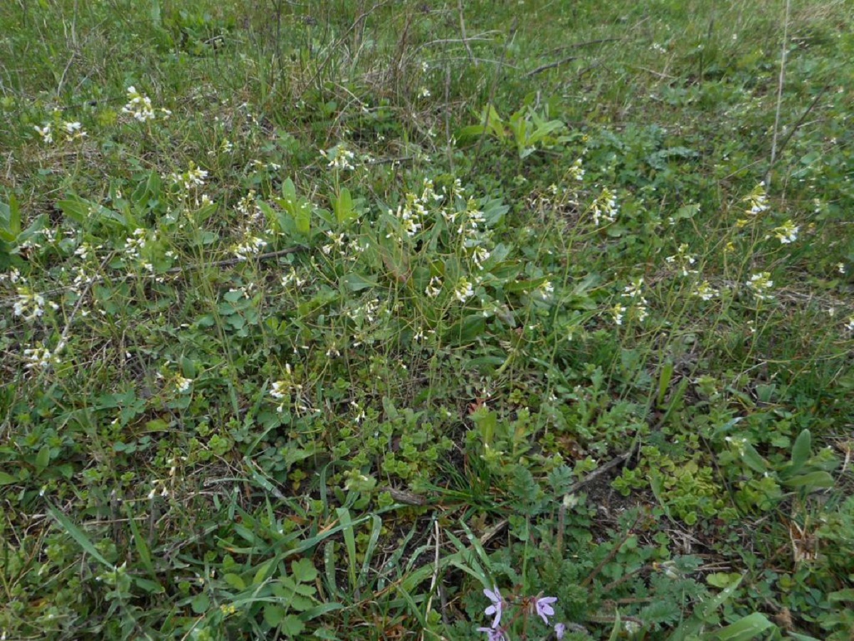 arbusto invasivo de flores blancas