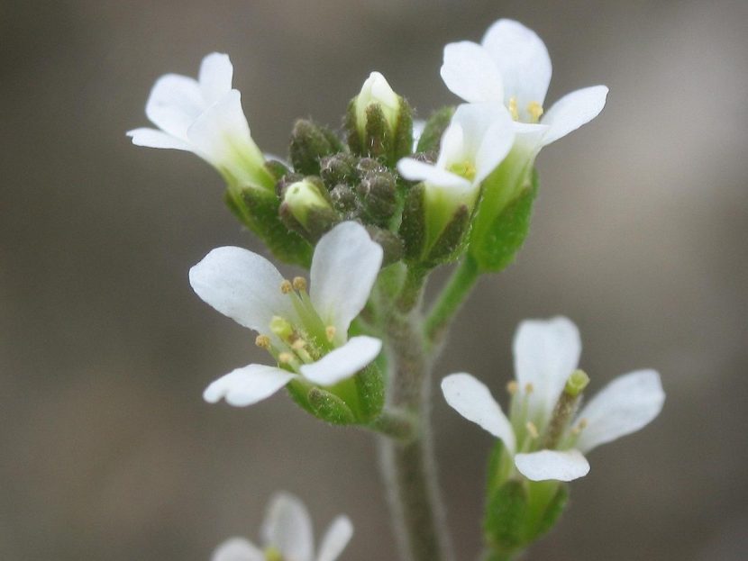 Flores blancas de cuatro pétalos de Arabidopsis thaliana vistas de cerca