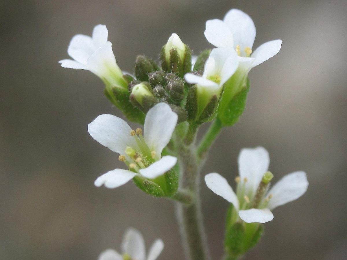 flores con petalos blancos del arbusto Arabidopsis thaliana