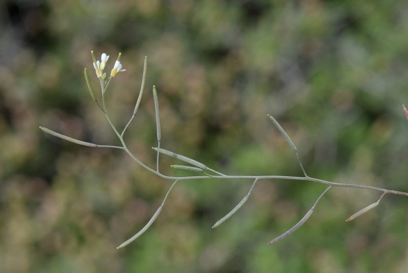 Rama fina de Arabidopsis thaliana con varias flores blancas abiertas