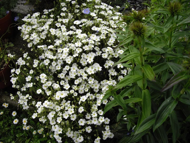 La Arenaria montana combina muy bien con otras plantas