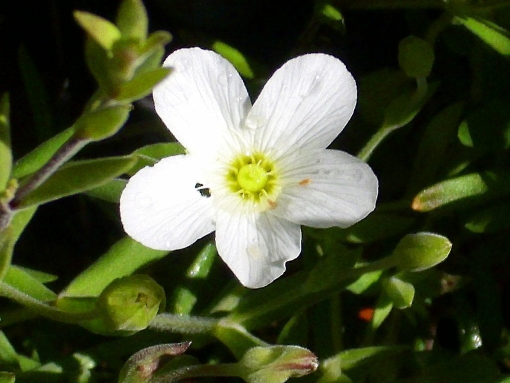La flor de Arenaria montana es muy ornamental