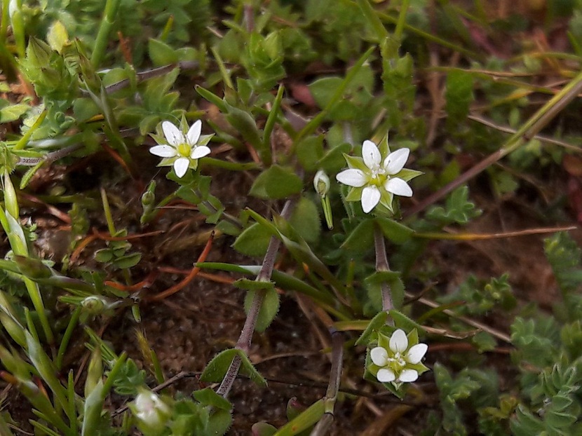 arbusto con tres flores blancas