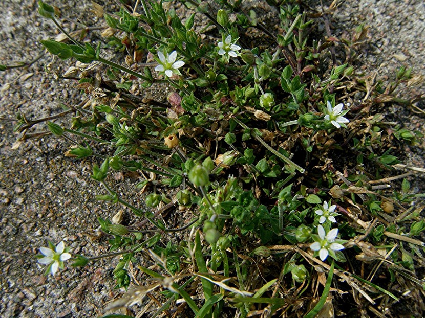 Arenaria serpyllifolia: identificarla, cultivarla y controlarla