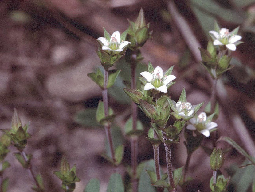 imagen de unas flores blancas de cerca