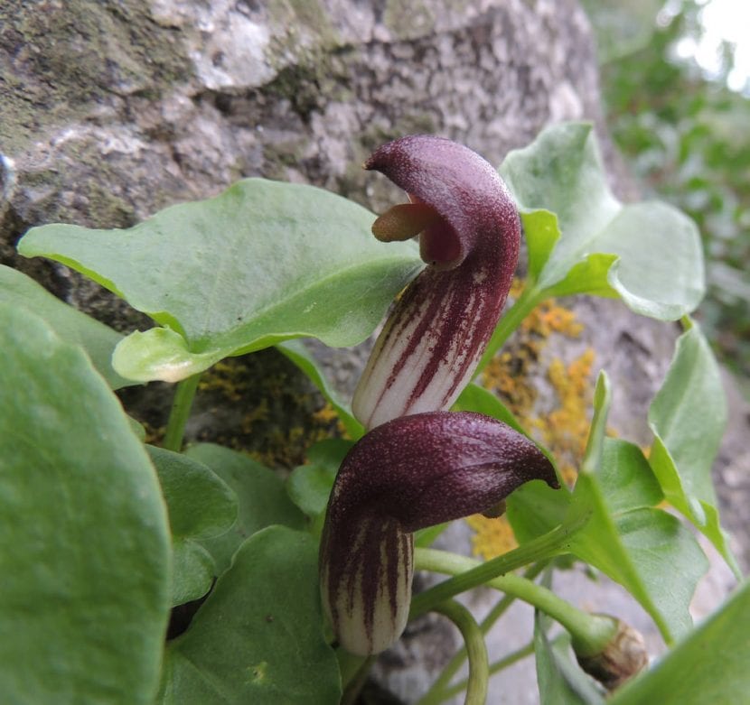Vista de las flores del Arisarum simorrhinum