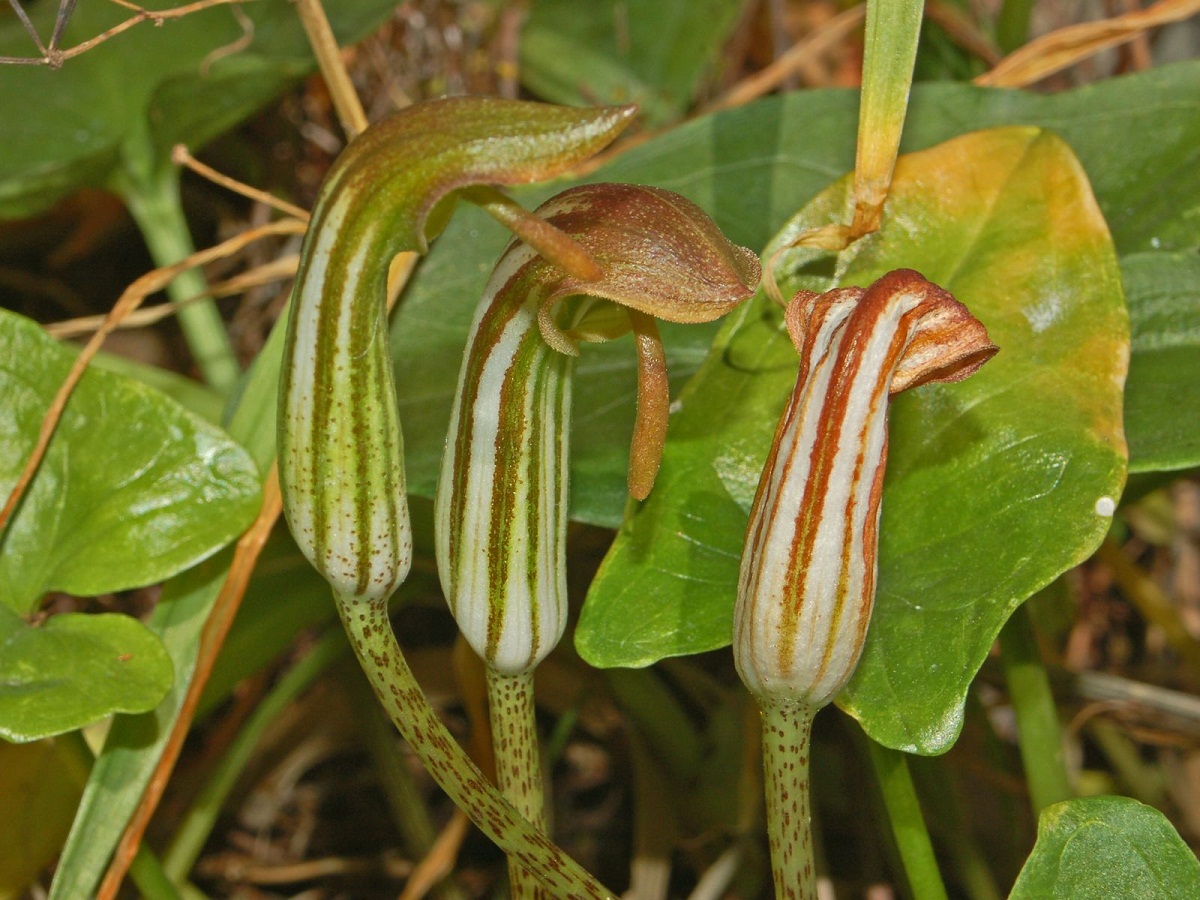 Arisarum vulgare o frailillos: cultivo y cuidados