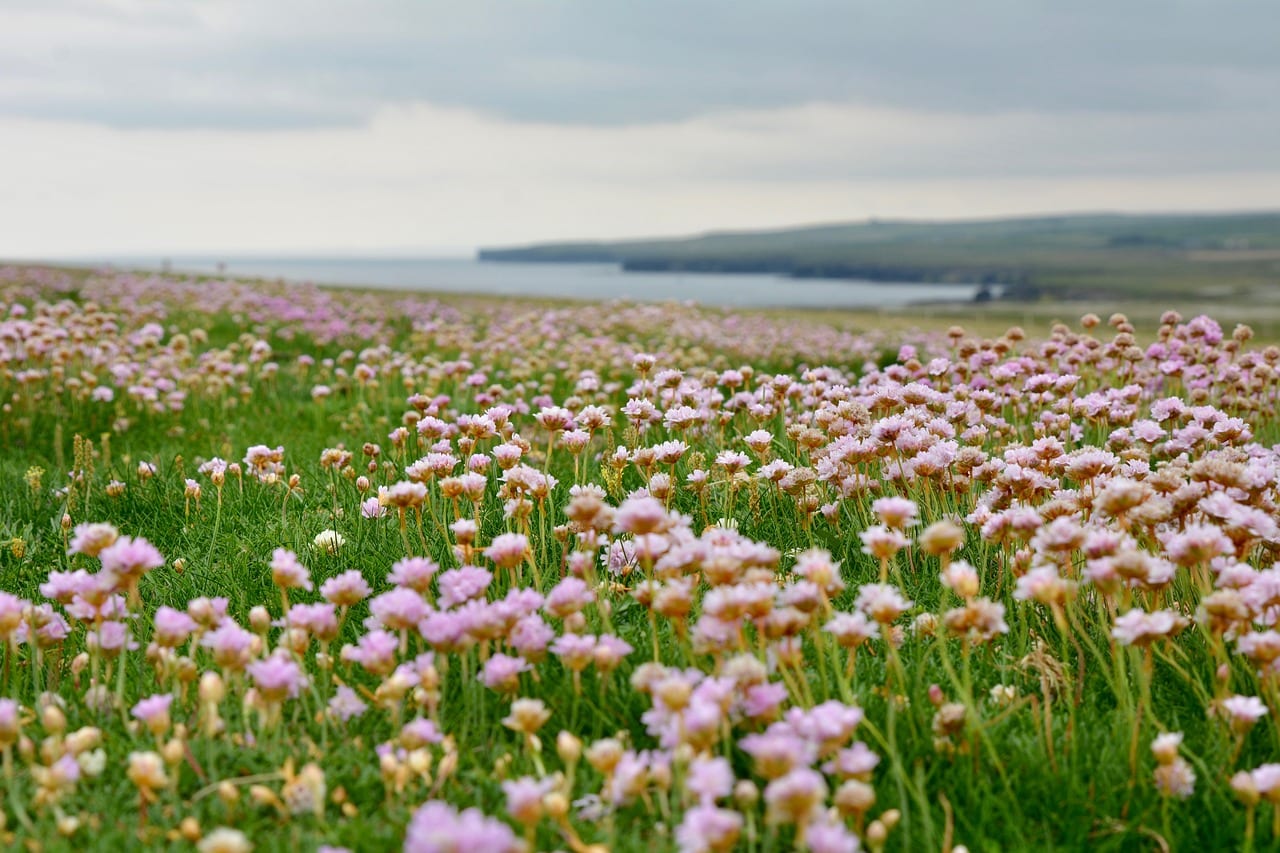 Armeria maritima: cultivo, riego y división de la mata