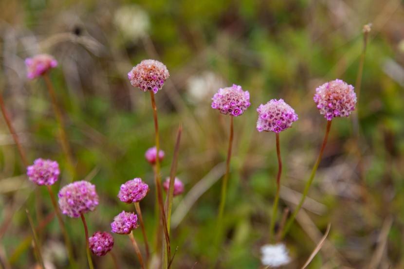 Flores de Armeria maritima