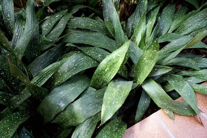 Aspidistra elatior: cuidados, riego y división de la pilistra