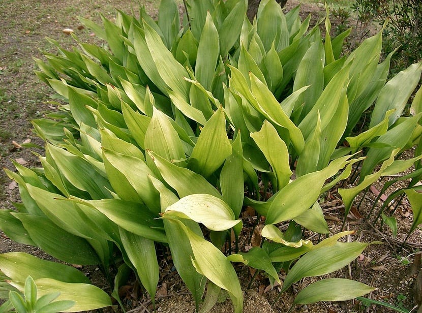 planta con hojas grandes y de un color verde claro