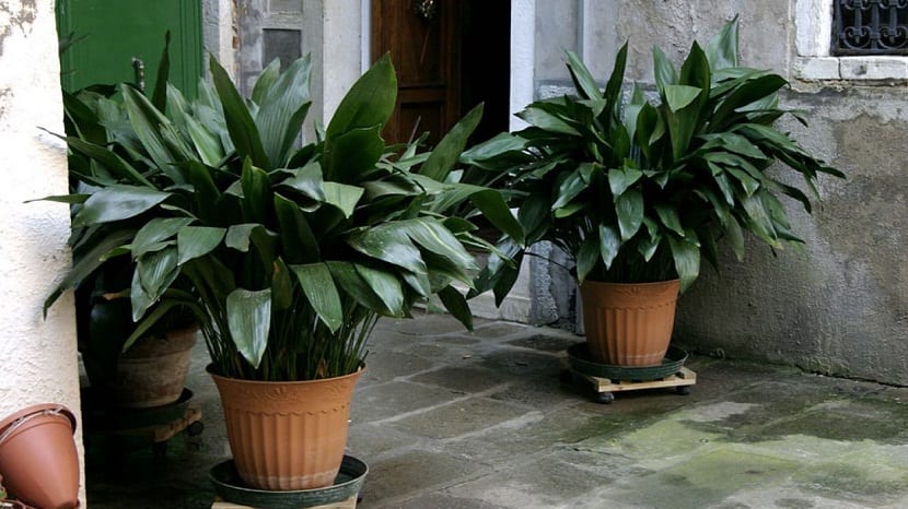 planta de hojas grandes en macetas