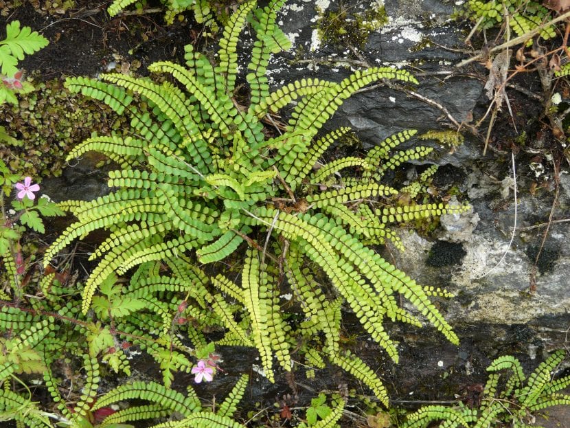 Vista del Asplenium trichomanes