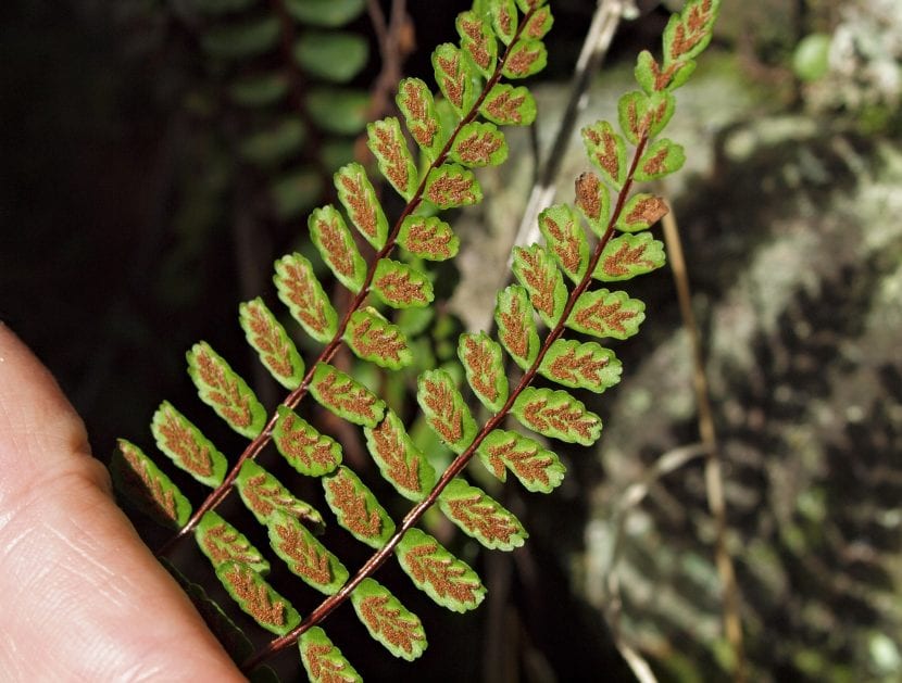 Soros del Asplenium trichomanes