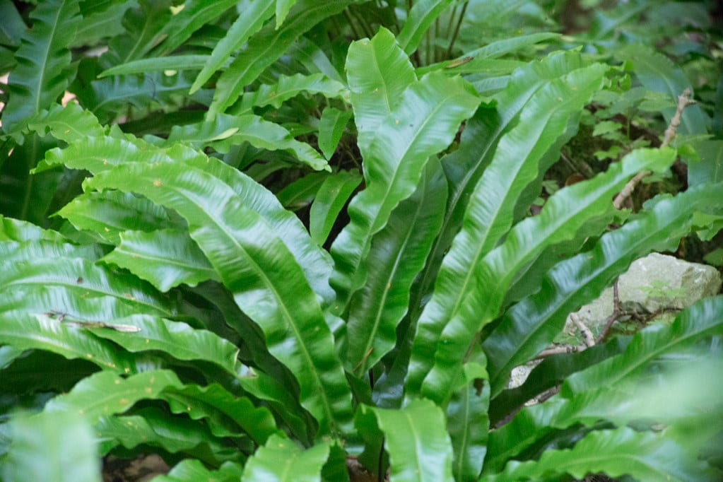 Asplenium: especies, cuidados, riego y multiplicación
