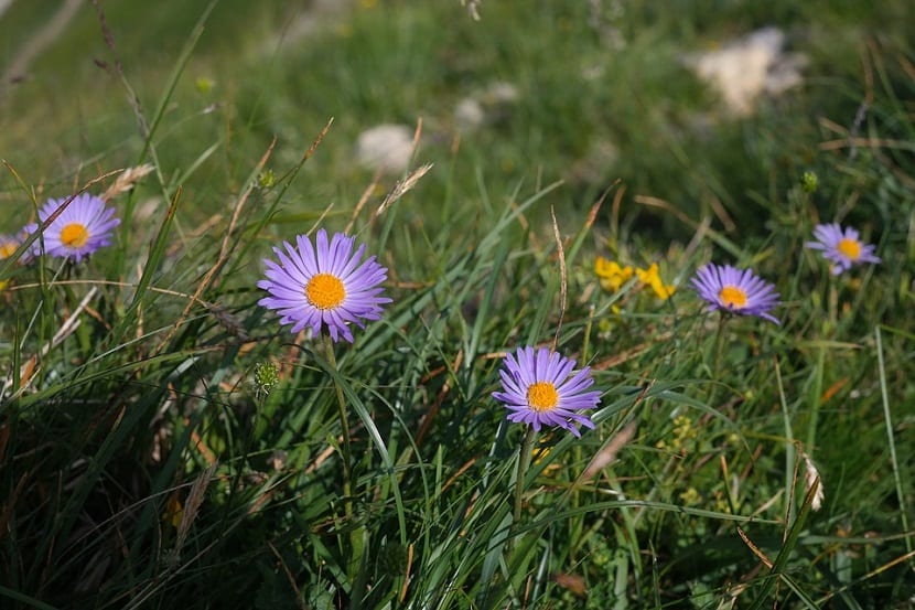 Aster alpinus: cultivo, variedades y cuidados en rocalla