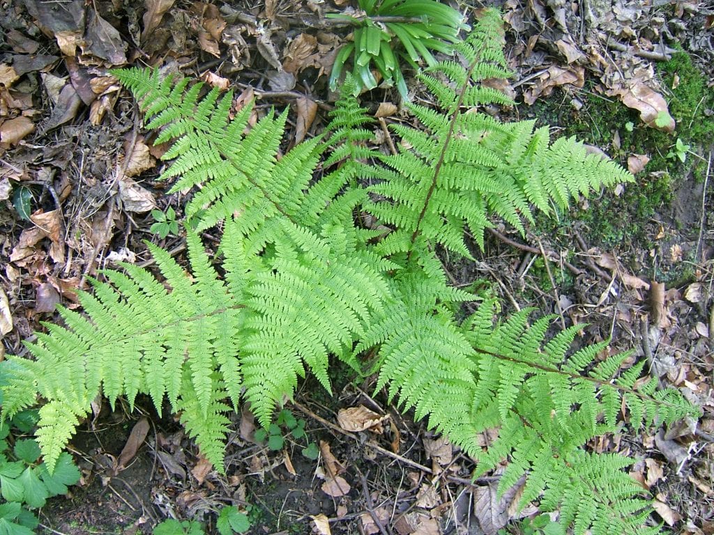 Athyrium filix-femina: guía de cultivo del helecho hembra