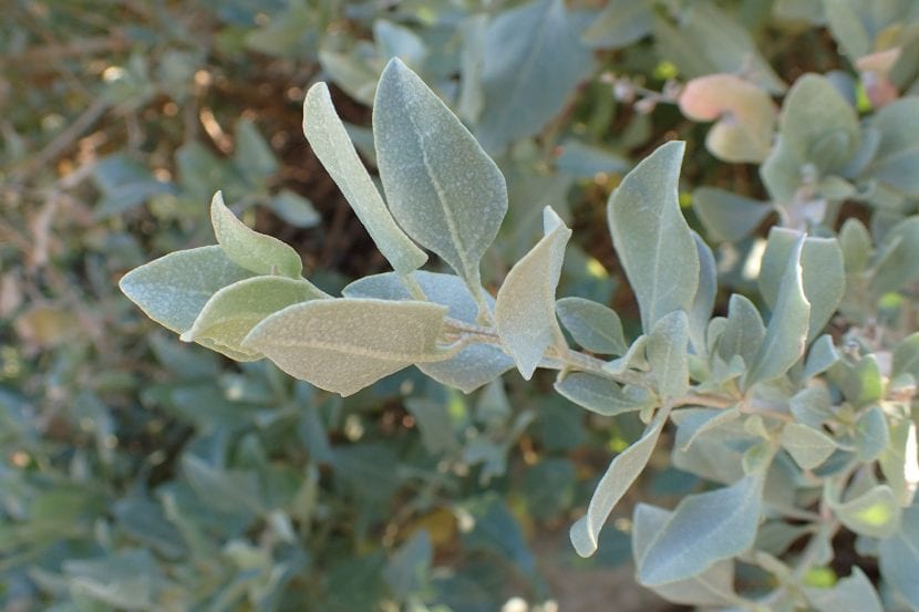 Atriplex halimus