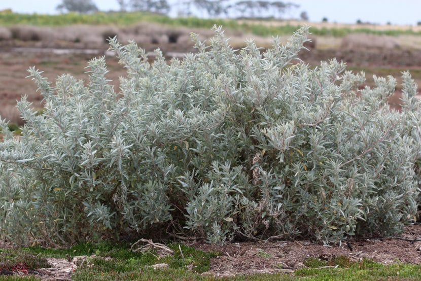 atriplex cinerea