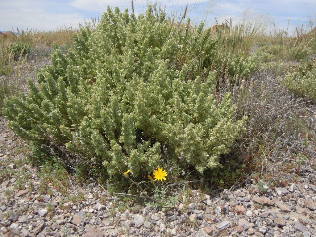 Atriplex: cultivo y poda de la orzaga y otros salados