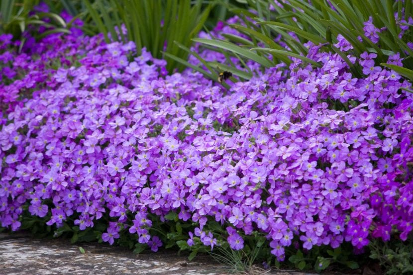 Planta de Aubretia con flores