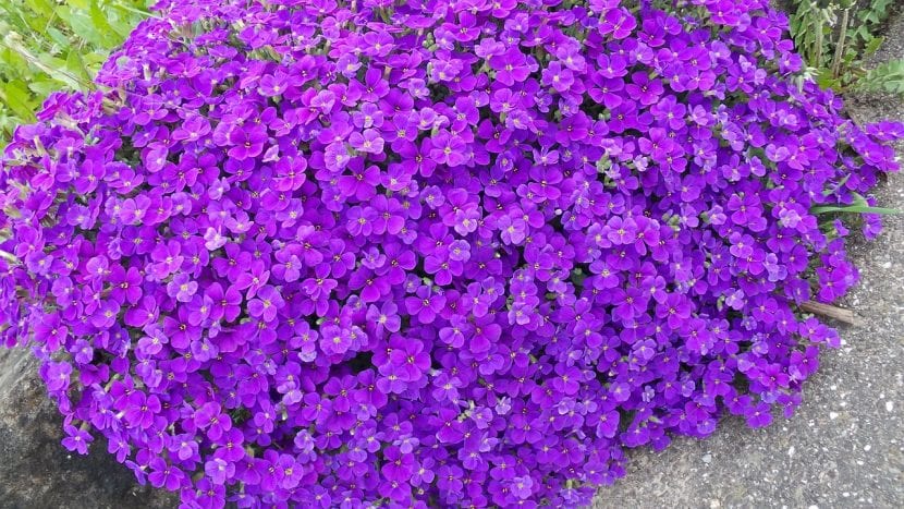 Flores de Aubretia