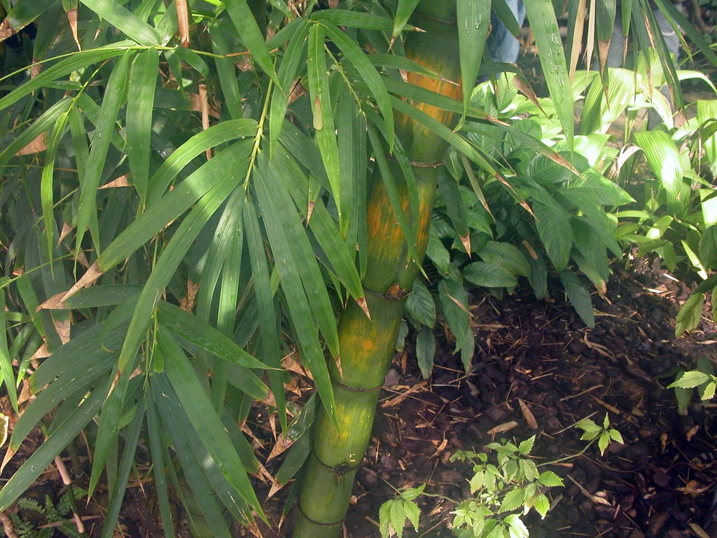 Bambú amarillo: especies, cuidados y control del rizoma